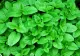 Planta-elixir care funcţionează ca un calmant, ajută la ulcer şi taie greaţa