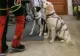 Cum fac antrenamente câinii de la Salvamont - Imagini INEDITE