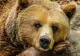 Ce faci dacă te întâlneşti cu ursul. Reguli esenţiale ca să scapi nevătămat din întâlnirea cu animalul