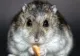 A sunat la DSP ca să ceară certificat verde pentru hamsterul său. Ce răspuns a primit
