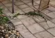 Imagini apocaliptice, în SUA. Iguanele cad din copaci din cauza frigului VIDEO