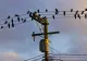 Filmul lui Hitchcock devine realitate! Ciorile au invadat un oraș din California. Localnicii încearcă sa le alunge cu efecte laser