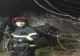 VIDEO | Acțiune SPECTACULOASĂ a pompierilor din TULCEA! Aceștia au salvat un cal care căzuse într-o groapă 