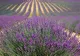 Trei plante naturale care te scapă de alergii. Lavanda calmează iritațiile de pe piele și reduce inflamația căilor respiratorii