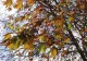 ALERTĂ METEO: cod portocaliu de fenomene extreme 