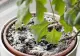 Cum să scapi de mucegaiul care se formează pe pământul din ghivecele plantelor de apartament