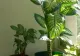 Planta care te poate ucide în câteva minute. N-o ține în casă