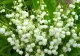 Cele mai otrăvitoare plante din România. Pe unele le-am ținut în vaze, acasă
