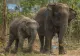 Momente de panică într-un parc ZOO din Bangladesh! O turmă de elefanți sălbatici a doborât un zid de beton şi a pătruns înăuntru