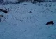 VIDEO | Femelă de râs surprinsă alături de cei doi pui într-un parc național din Vrancea