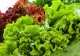 Adevărul despre salata creaţă. Nu o să mai mănânci niciodată după ce vei afla ce este de fapt