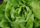 Cum faci ca salata verde să reziste mai mult în frigider, fără să se veştejească