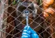 INEDIT. Prima țară din America Latină care își vaccinează animalele de la grădina zoologică VIDEO