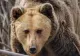 TÂNĂR grav rănit de un urs la o partidă de vânătoare, în Harghita - Cum a atacat animalul. Detalii-șoc  