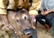 Vițeluș cu 3 ochi și 4 nări, născut în India 