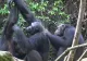 Cimpanzeii din comunitatea Rekambo, Africa de vest, sunt plini de surprize. Aceștia isi pot îngriji semenii, asemenea unor infirmieri 