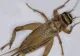 Încă o insectă, autorizată ca ingredient alimentar pe piaţa din UE: este a treia