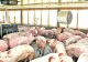 Mii de animale în pericol. Pesta Porcină Africană confirmată la o fermă din Arad. 700 de animale, ucise de urgență
