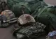 MApN caută tineri doritori de pregătire militara! Salariu atractiv si soldă în civilie. Ce sumă ar urma sa primească aceștia 