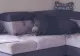 VIDEO | Oaspetele nepoftit: Un mistreț buclucaș a asediat o sufragerie