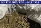 FOTO | Doi bărbați din Cluj au fost arestați pentru TRAFIC de droguri! Ce cantitate de cannabis încercau aceștia sa vândă 