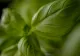 Busuiocul te ajută să slăbeşti repede şi natural. Cum scapi de kilogramele în plus cu ajutorul acestei plante