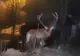 VIDEO Un cerb rănit s-a refugiat în gospodăriile oamenilor din Câmpulung Moldovenesc