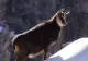 VIDEO | Imagini spectaculoase din munți. O capră neagră căută hrană sub zăpadă