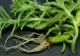 Le calci în picioare, dar îţi pot salva viaţa! Aceste plante vindecă tumorile, hepatita şi ciroza
