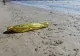 Descoperire macabră pe malul mării, în Eforie Nord
