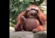 VIDEO | Simțul estetic nu ține cont de specie. O mămică urangutan cu stil