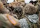 Șeful Statului Major: „Sosirea celor 1.000 de militari - o măsură defensivă importantă, un semnal puternic al solidarității NATO”