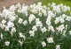 Această plantă este ucigaşă! Se vinde la toate florăriile din România, deşi e foarte toxică