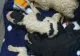 Cruzime fără margini! Un bărbat a aruncat 4 căței la tomberon, iar pe mama lor a târât-o pe stradă legată cu o sfoară. Ce riscă