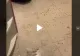 VIDEO – Ce a putut să facă o “fetiță” la majorat, împreună cu prietenii ei – Imaginile au devenit virale pe internet