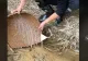 VIDEO – A văzut ceva ciudat pe fundul unui pârâu mic de munte. Fabulos ce a putut să scoată cu ajutorul unui simplu coș de nuiele