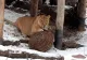 Victime colaterale. Animalele dintr-o grădină zoo de lângă Kiev, la un pas de moarte: nu există încălzire,iar mâncarea se termină