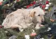 Imagine sfâşietoare: Un câine stă nedezlipit de mormântul stăpânului său