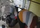 VIDEO – Imaginile cu atacul unui curcan au devenit virale pe internet – Animalul își ciupește stăpână de cea mai sensibilă zona