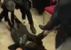 VIDEO Femeie pusă la podea la conferința lui Le Pen! GESTUL care i-a scos din minții pe agenții de pază