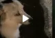 VIDEO – Din botul câinelui se auzea un zumzăit puternic și ciudat – Stăpânul animalului s-a speriat și a filmat totul – Deznodământ neașteptat