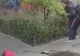 DECIZIA STB în cazul șoferului de autobuz care a bătut un livrator de mâncare și a blocat călătorii în mașină 