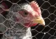 Primul caz de gripă aviară H3N8 la oameni, descoperit în China