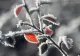 Temperaturi sub 0 grade, în România. Orașul în care s-au înregistrat temperaturi de iarnă - 2,5 grade azi-noapte