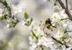 Vremea 22 aprilie - Ne întoarcem la temperaturi de peste 20 de grade