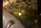 VIDEO – Navigau noaptea prin deltă și au zărit un adevărat monstru lângă barcă – Au reușit să-l scoată din apă și au filmat totul