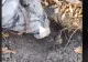 VIDEO – Un român a dat lovitură – A găsit în pământ ceva mai valoros decât aurul – Totul a fost filmat și clipul e viral