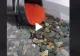 VIDEO – Zeci de milioane de vizualizări – Clipul care a uimit internetul – Abia la sfârșit înțelegi ce se întâmplă