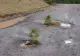 Sătenii au plantat BRAZI în gropile din mijlocul unui drum din zona turistică Beliș