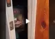 VIDEO – A auzit zgomot la ușa așa că a început să filmeze totul – Imaginile au devenit virale – Ce s-a întâmplat defapt
